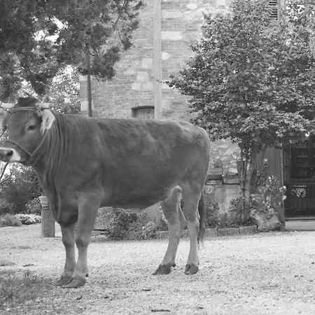 Vakantieboerderij Cognanello